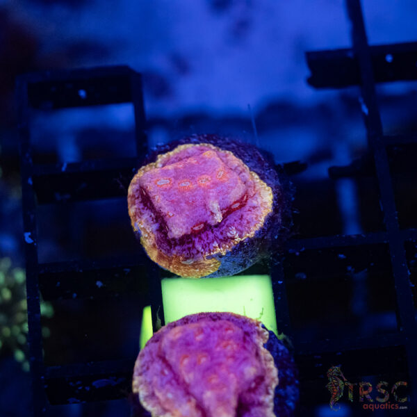 TRSC Klepto Pink Litho A15