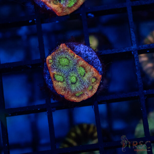 JF Dayglo Favia B01