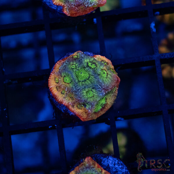 JF Dayglo Favia B02
