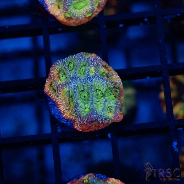 JF Dayglo Favia B03