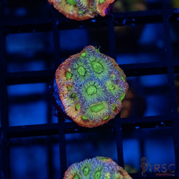 JF Dayglo Favia B04
