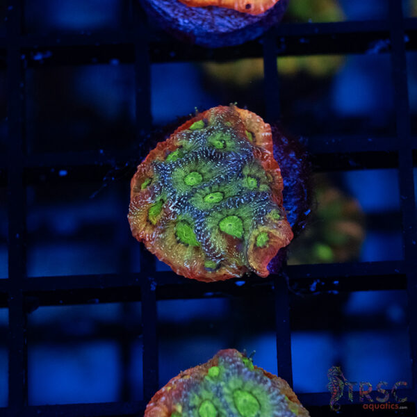 JF Dayglo Favia B05
