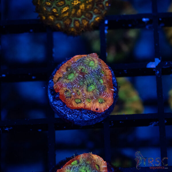 JF Dayglo Favia B06