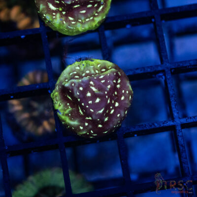 TR Midnight Princess Litho C01