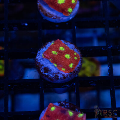 CB Stoplight Favia C13