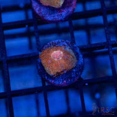 Wicked Strawberry Chalice E01