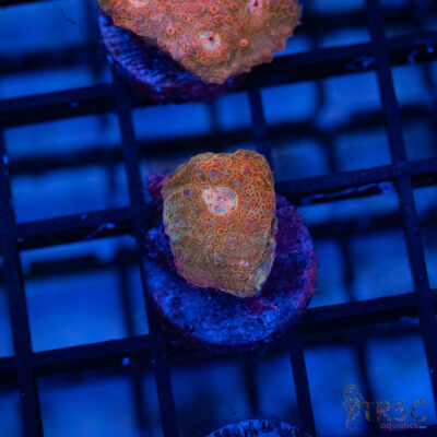 Wicked Strawberry Chalice E02