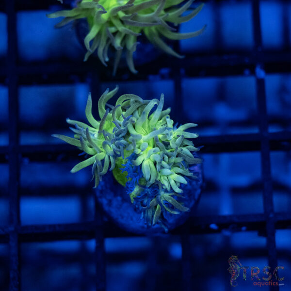 TR Aquacultured Duncan F01