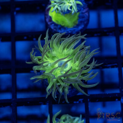 TR Aquacultured Duncan F02