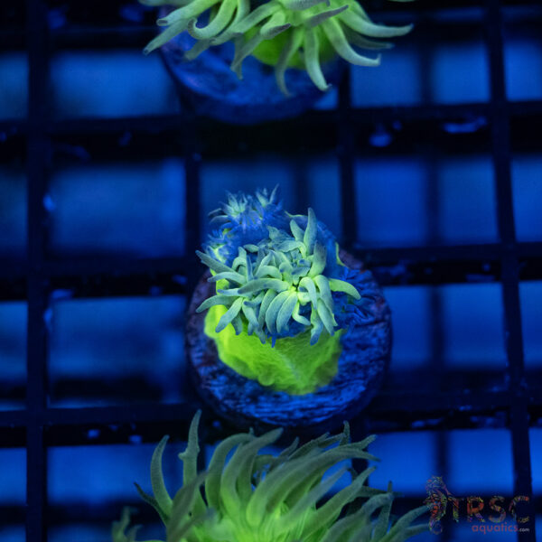TR Aquacultured Duncan F03