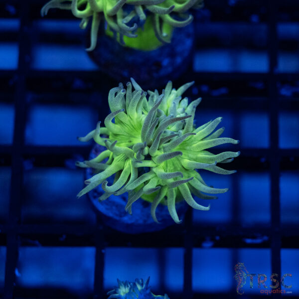 TR Aquacultured Duncan F04