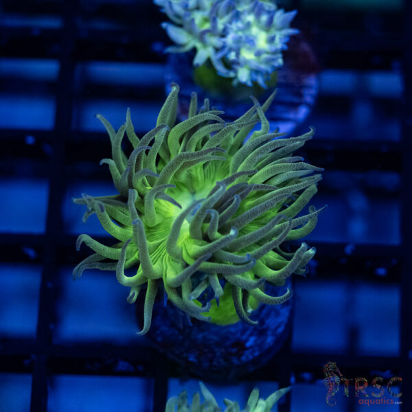 TR Aquacultured Duncan F05