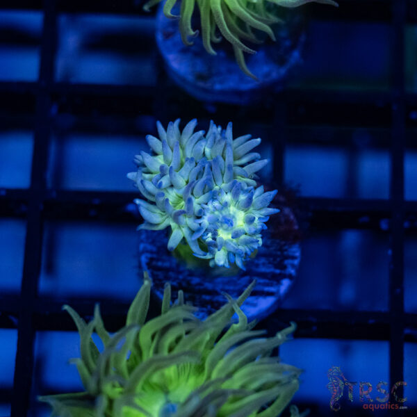 TR Aquacultured Duncan F06