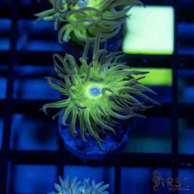 TR Aquacultured Duncan F07