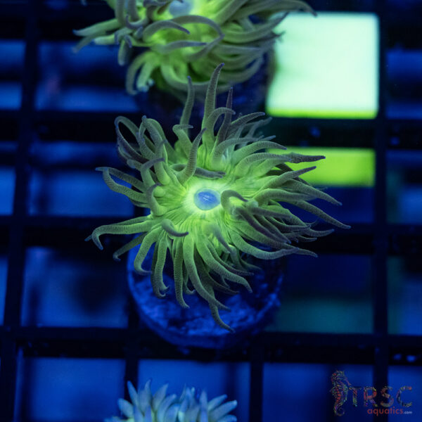 TR Aquacultured Duncan F07