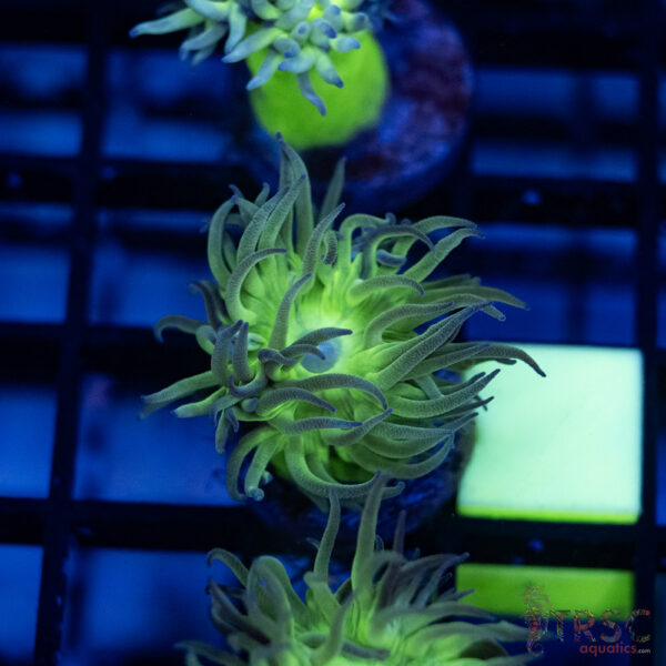 TR Aquacultured Duncan F08