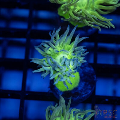 TR Aquacultured Duncan F09