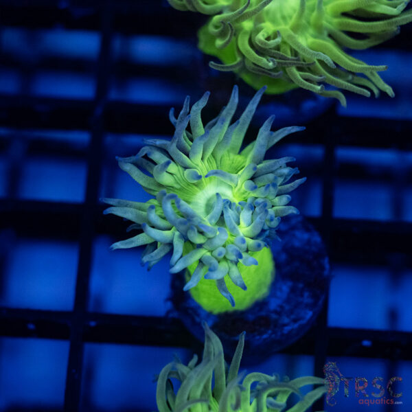 TR Aquacultured Duncan F09