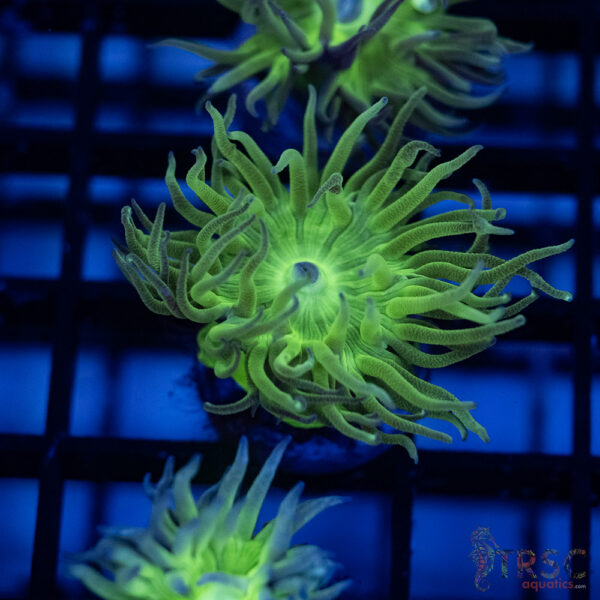 TR Aquacultured Duncan F10