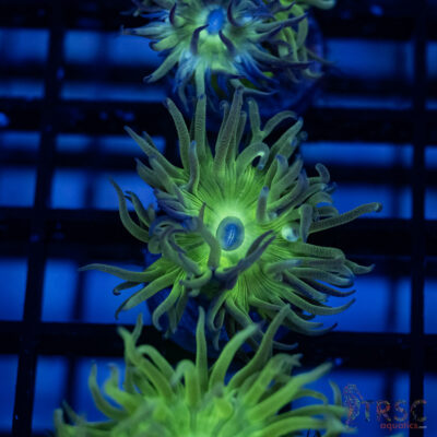 TR Aquacultured Duncan F11