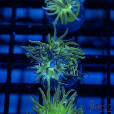 TR Aquacultured Duncan F12