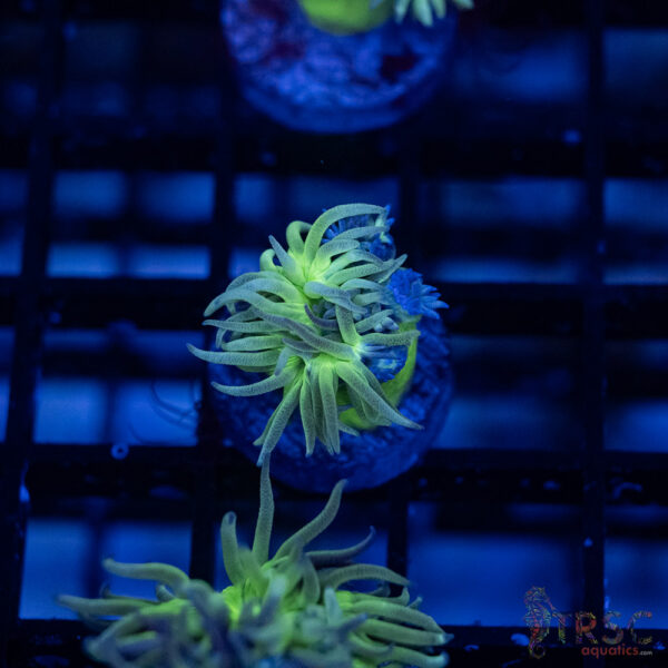 TR Aquacultured Duncan F13