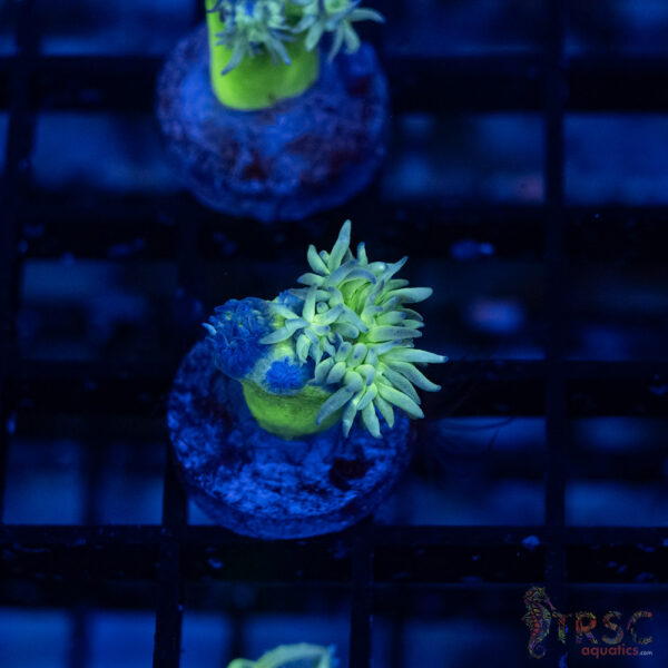 TR Aquacultured Duncan F14