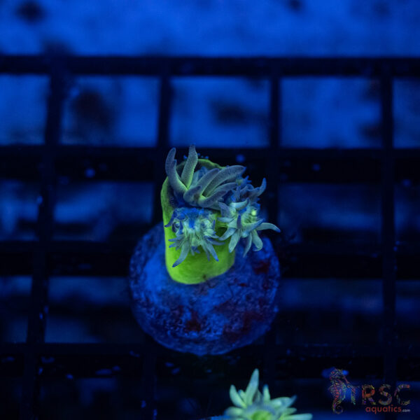 TR Aquacultured Duncan F15