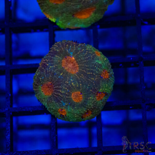 TR Orange Eye Acan Echinata G01