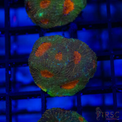 TR Orange Eye Acan Echinata G02