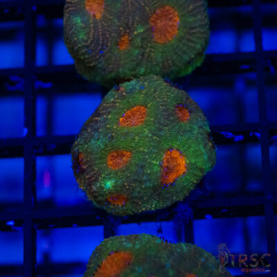 TR Orange Eye Acan Echinata G03
