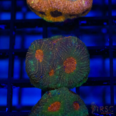 TR Orange Eye Acan Echinata G04