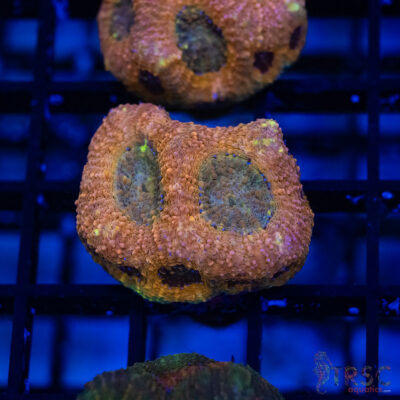 TR Peach Pink Acan Echinata G05
