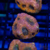 TR Peach Pink Acan Echinata G06 1 UTS072025 LPS G06