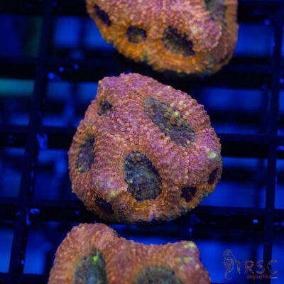 TR Peach Pink Acan Echinata G06