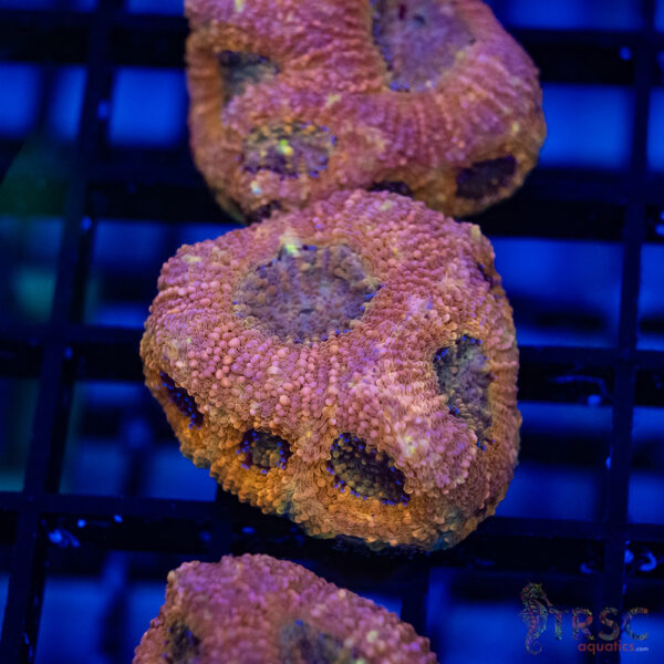 TR Peach Pink Acan Echinata G07