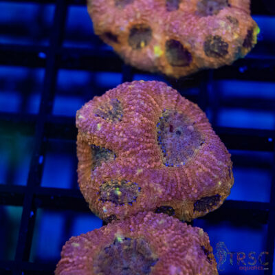 TR Peach Pink Acan Echinata G08