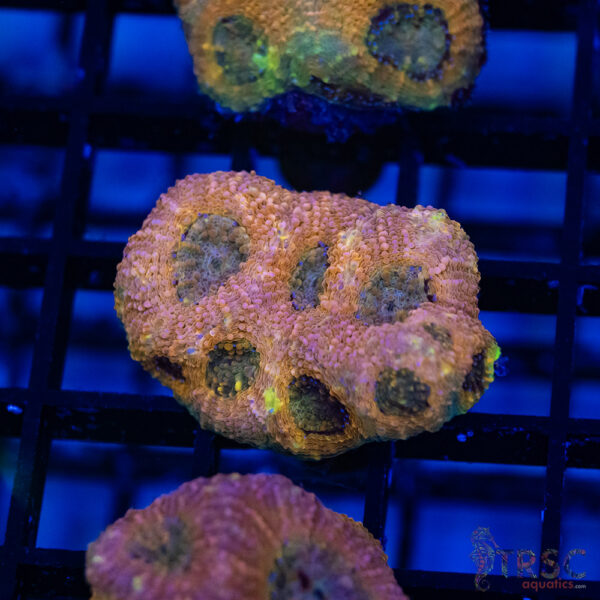 TR Peach Pink Acan Echinata G09