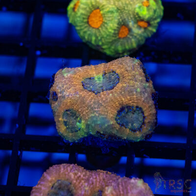 TR Peach Pink Acan Echinata G10