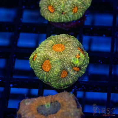 TR Mello Yello Acan Echinata G11