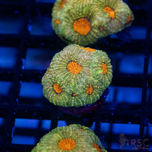 TR Mello Yello Acan Echinata G12