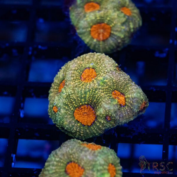 TR Mello Yello Acan Echinata G13