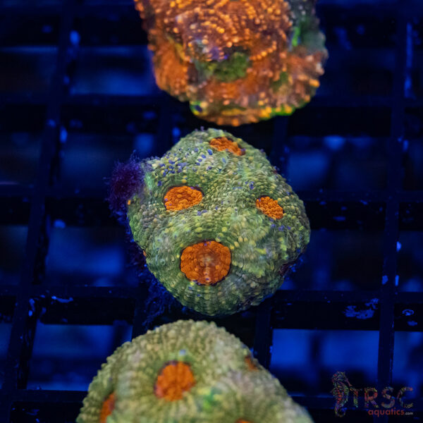 TR Mello Yello Acan Echinata G14