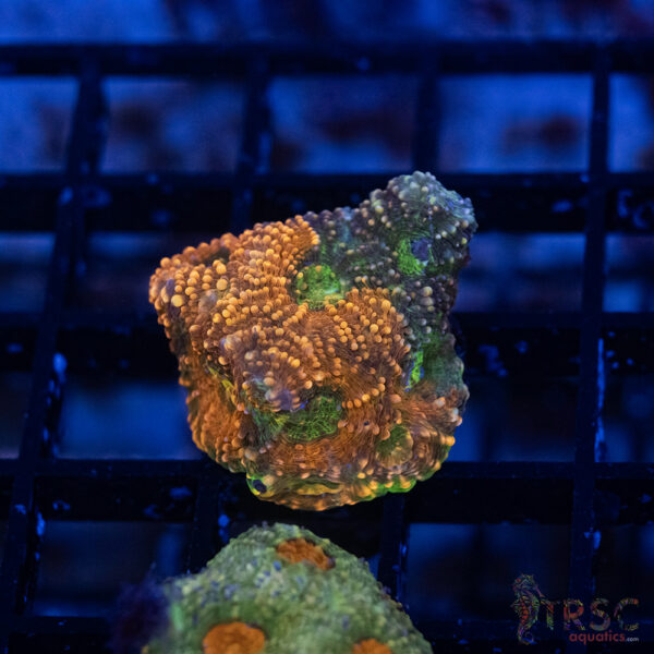 TR Orange/Green Mix Acan Echinata G15
