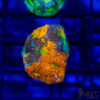 TR Orange/Green Mix Acan Echinata H01 1 UTS072025 LPS H01