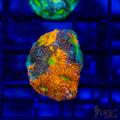 TR Orange/Green Mix Acan Echinata H01