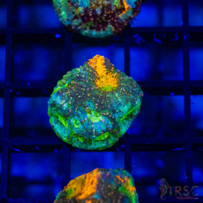 TR Orange/Green Mix Acan Echinata H02