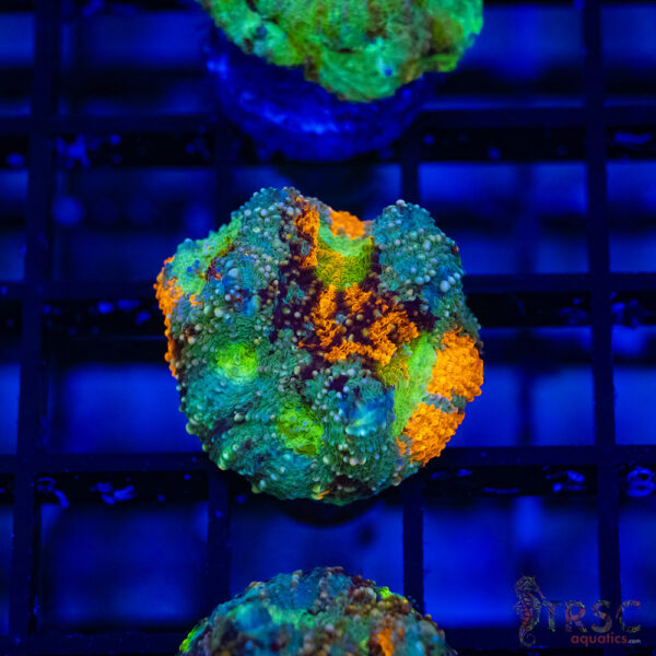 TR Orange/Green Mix Acan Echinata H04