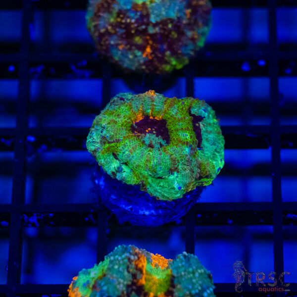 TR Orange/Green Mix Acan Echinata H05