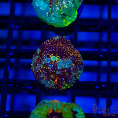 TR Orange/Green Mix Acan Echinata H06